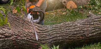 Best Tree Health Inspection  in Wrightsville, GA