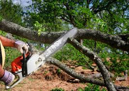 Best Palm Tree Trimming  in Wrightsville, GA